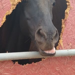 Meet your Posher, Aurora